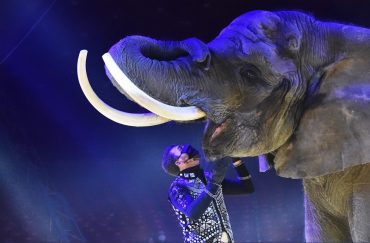 Circo Victor Hugo Cardinali - Animais - Elefante - Tour 2022